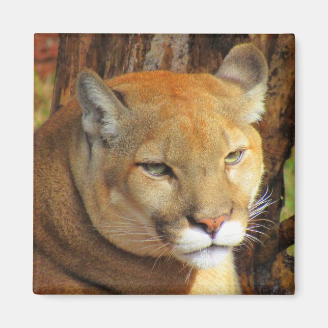Cougar / Florida Panther Magnet (Front)