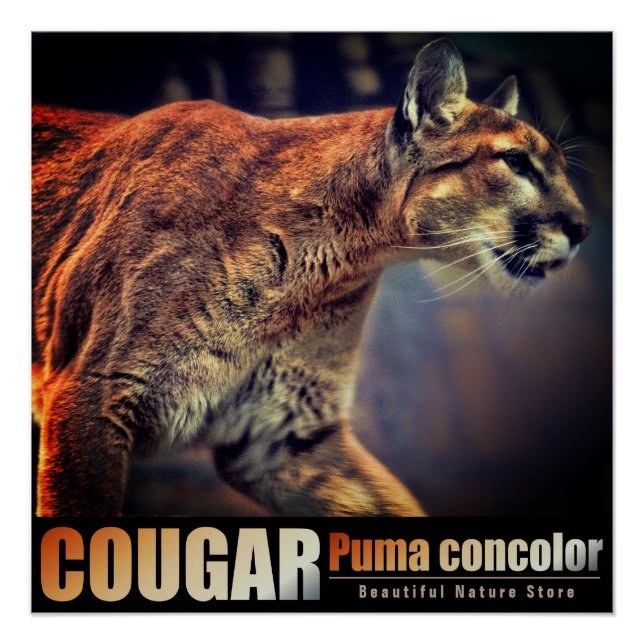 COUGAR:Glossy Poster (Front)