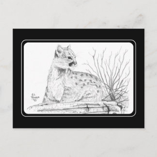 Cougar Kitten Postcard