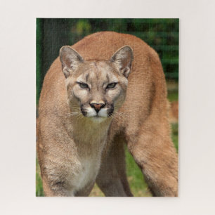 Cougar Lion Jigsaw Puzzle