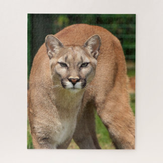 Cougar Lion Jigsaw Puzzle