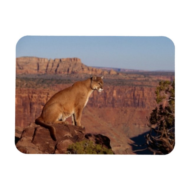 Cougar Magnet (Horizontal)