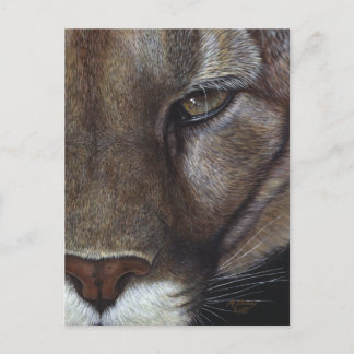 Cougar Mountain Lion Face Postcard