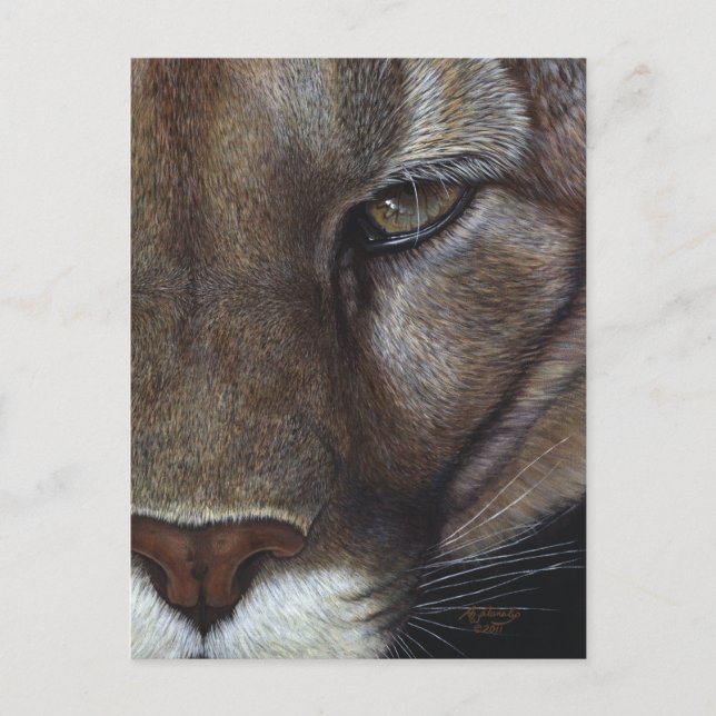 Cougar Mountain Lion Face Postcard (Front)
