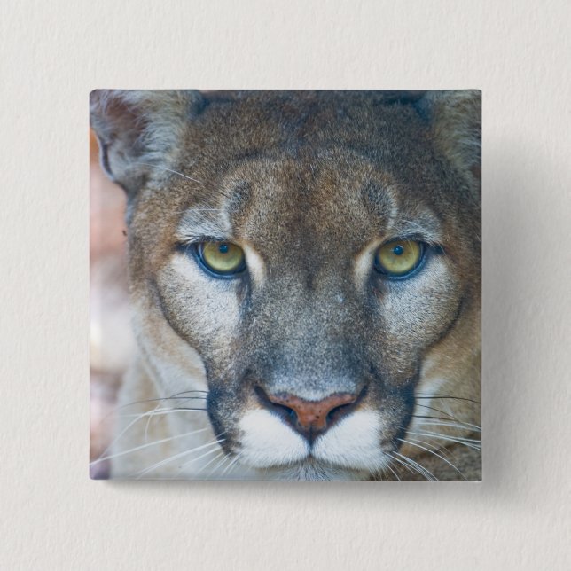 Cougar, mountain lion, Florida panther, Puma 2 Inch Square Button (Front)
