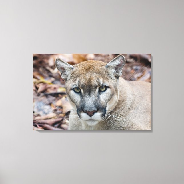 Cougar, mountain lion, Florida panther, Puma Canvas Print (Front)