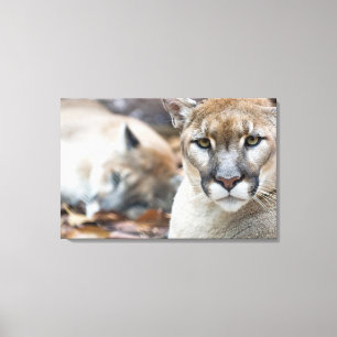 Cougar, mountain lion, Florida panther, Puma Canvas Print