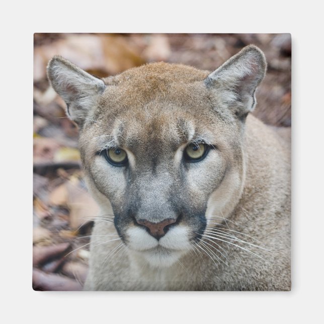 Cougar, mountain lion, Florida panther, Puma Magnet (Front)