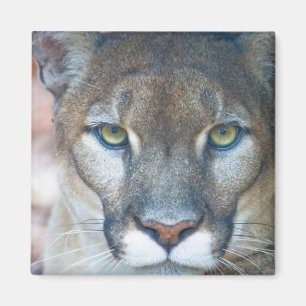 Cougar, mountain lion, Florida panther, Puma Magnet