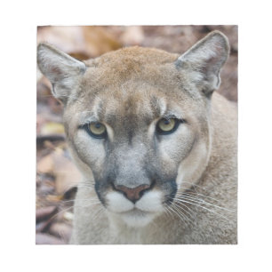Cougar, mountain lion, Florida panther, Puma Notepad