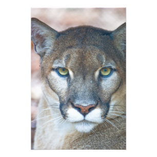 Cougar, mountain lion, Florida panther, Puma Photo Print