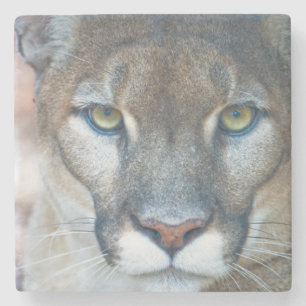 Cougar, mountain lion, Florida panther, Puma Stone Coaster
