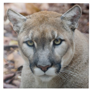 Cougar, mountain lion, Florida panther, Puma Tile