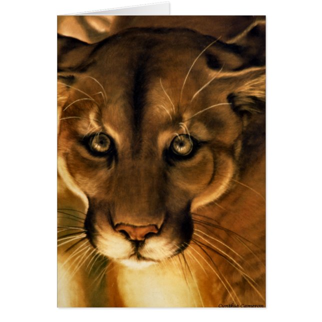 Cougar - Mountain Lion - Puma (Front)