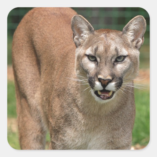 Cougar, mountain lion square sticker (Front)