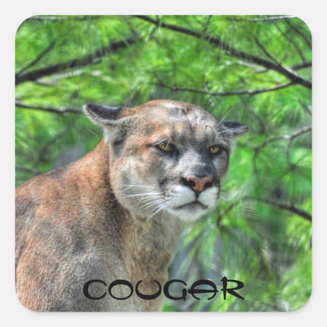 Cougar Mountain Lion & Summer Pines Wildlife Image Square Sticker (Front)