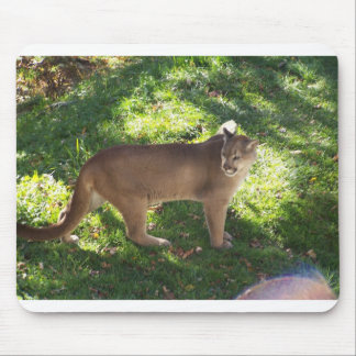 cougar mouse pad