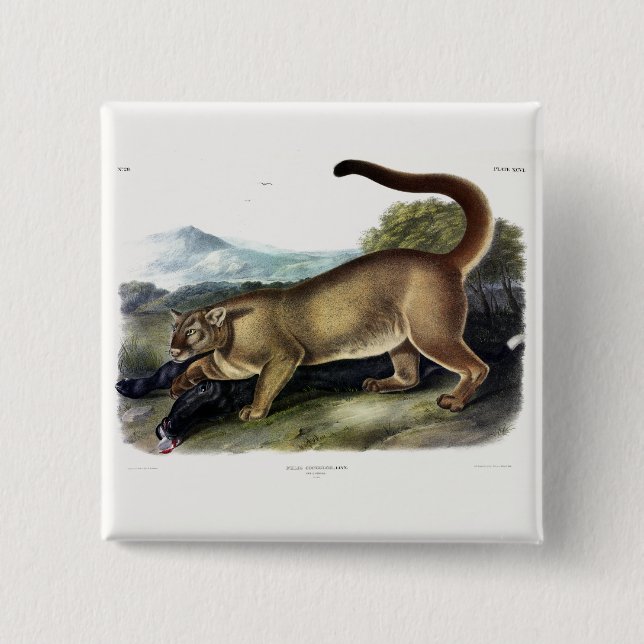 Cougar, or Puma, Panther, Mountain Lion, Catamount 2 Inch Square Button (Front)