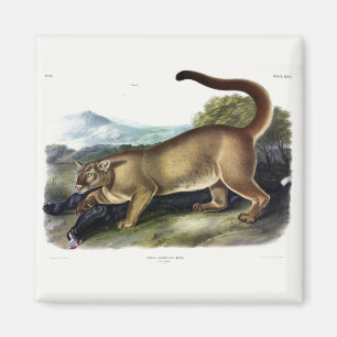 Cougar, or Puma, Panther, Mountain Lion, Catamount Magnet