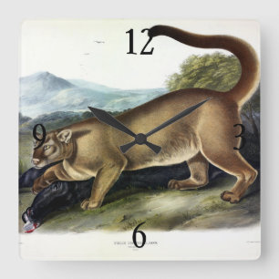 Cougar, or Puma, Panther, Mountain Lion, Catamount Square Wall Clock