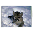 Cougar-petit louvet sur neige