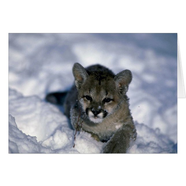 Cougar-petit louvet sur neige (Devant horizontal)