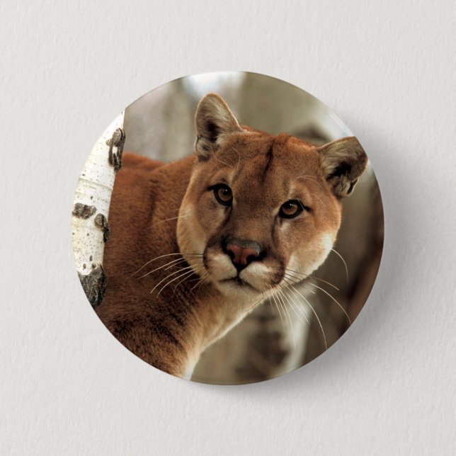 Cougar Photograph 2 Inch Round Button (Front)