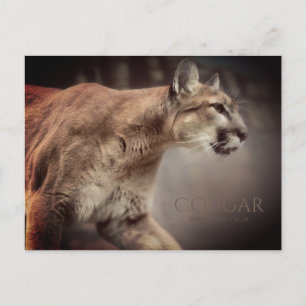 Cougar:Postcard Postcard