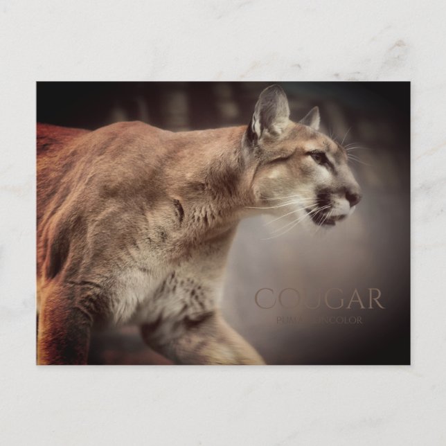 Cougar：Postcard Postcard (Front)