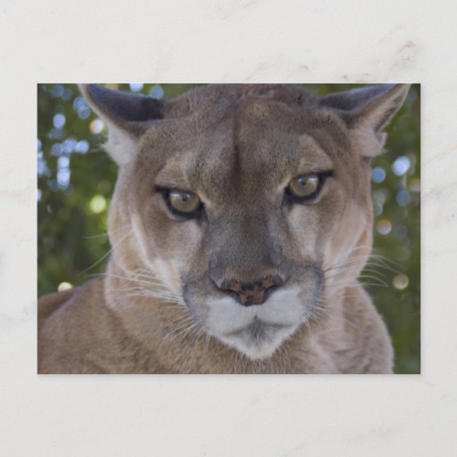 Cougar Pounce Postcard (Front)