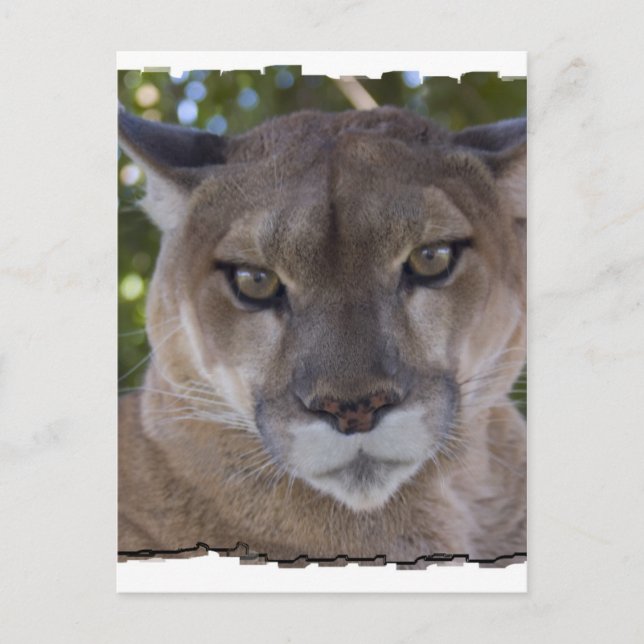 Cougar Pounce Postcard (Front)
