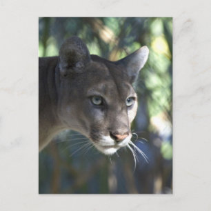 Cougar (Puma Concolor) Face Photography Postcard