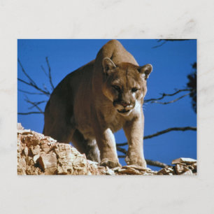 Cougar (Puma Concolor) Photography Postcard