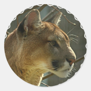 Cougar Puma Stickers