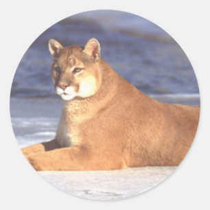 Cougar Resting Classic Round Sticker