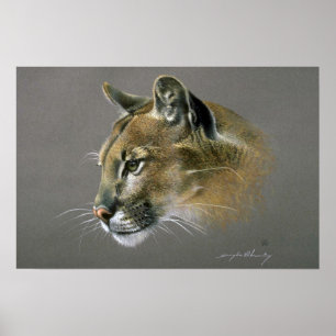 Cougar study poster