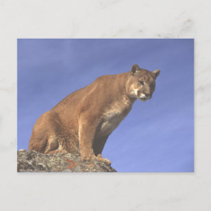 Cougar Watch Postcard