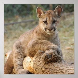 cougarCub4-10x10 Poster