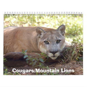 Cougars Calendar, Cougars/Mountain Lions Calendar