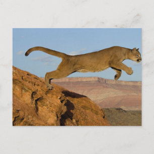 couger jumping postcard