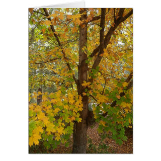 Couleur changeante d'érable de la Floride