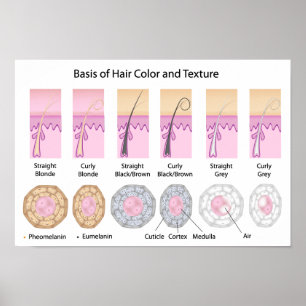 couleur et base de texture des cheveux Poster
