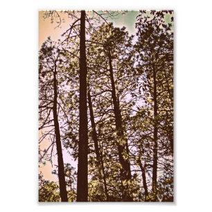 couleur par les arbres photo imprimer