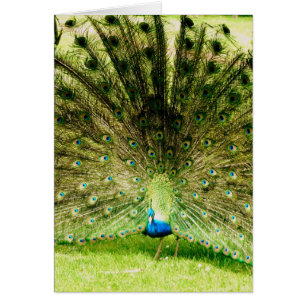 Couleurs d'affichage de paquetage