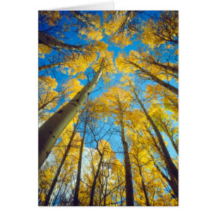 Couleurs d'automne des arbres d'Aspen 2
