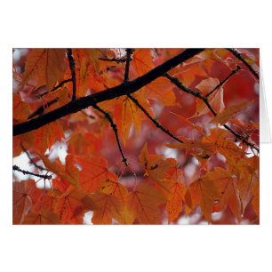 COULEURS DE CHUTE