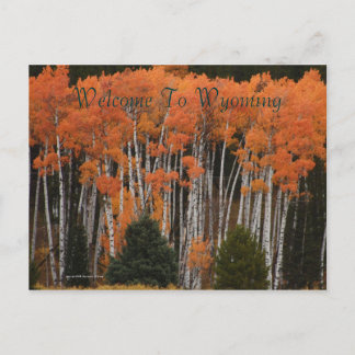 Couleurs De La Carte Postale Tetons