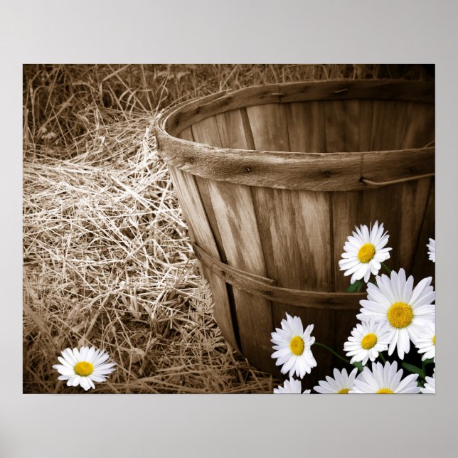 Country Daisies Poster (Front)