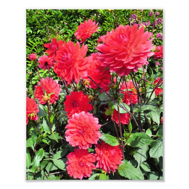 COUNTRY GARDEN FLOWERS PHOTO PRINT (Front)