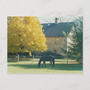 Country Horse - postcard